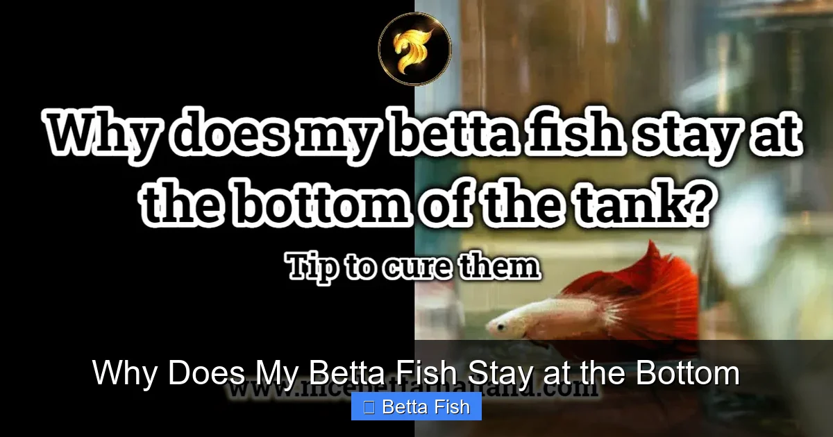 Why Does My Betta Fish Stay at the Bottom
