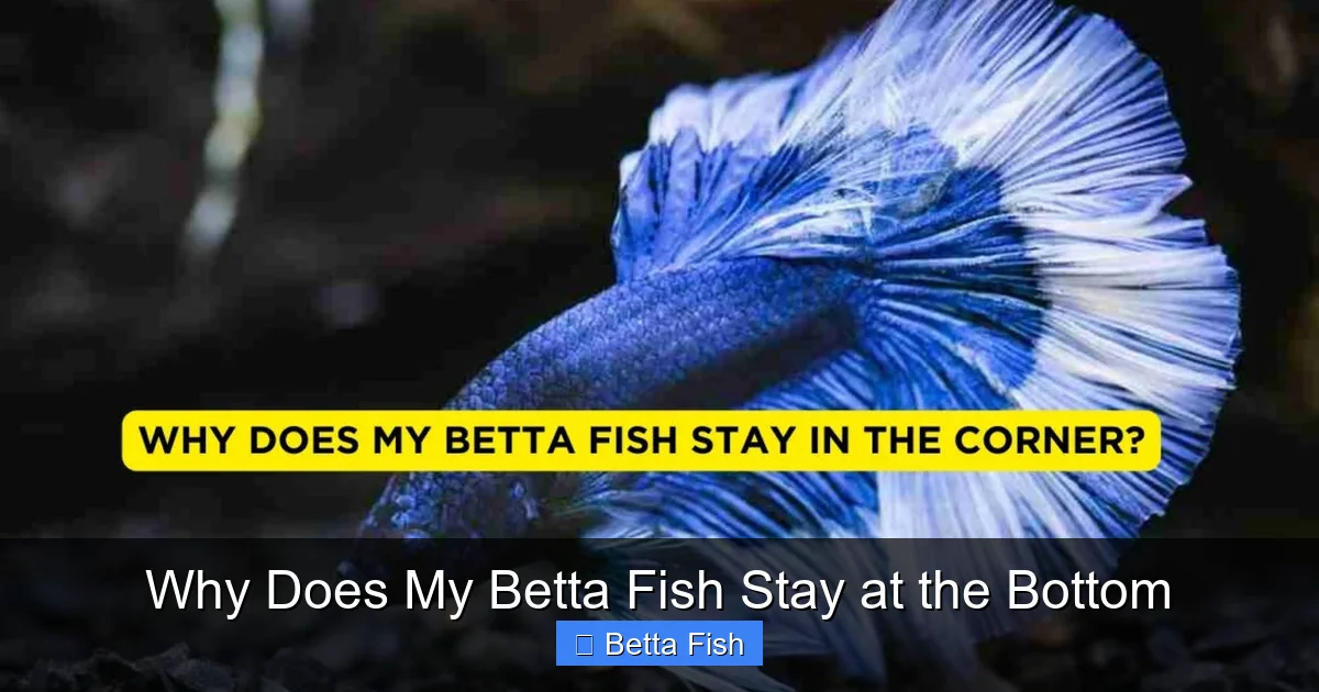 Why Does My Betta Fish Stay at the Bottom