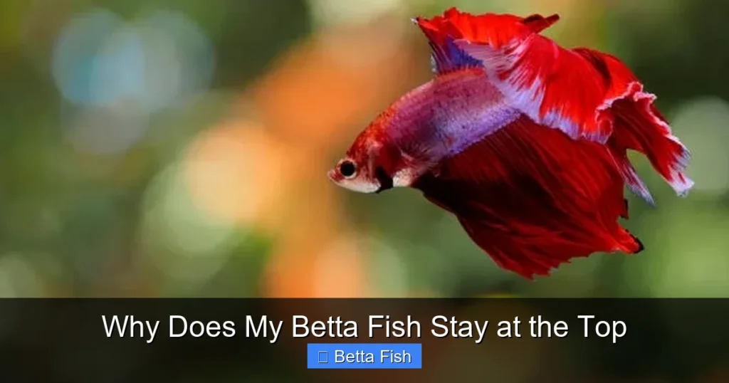 Why Does My Betta Fish Stay at the Top