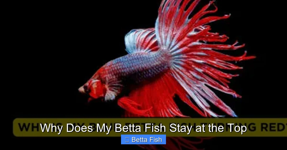 Why Does My Betta Fish Stay at the Top