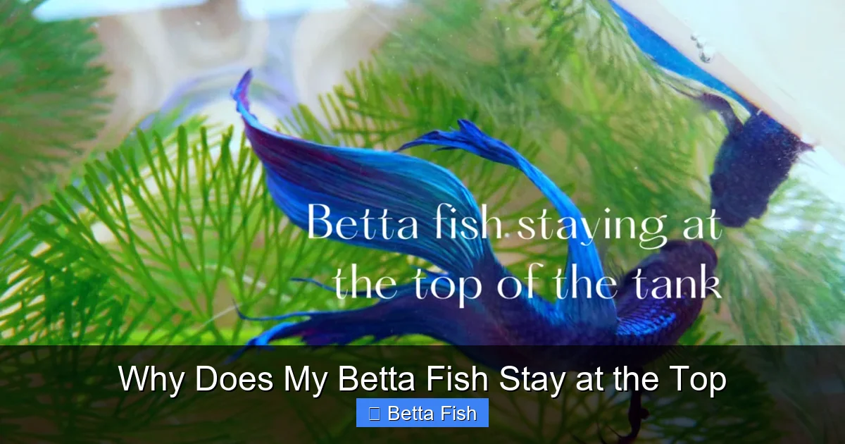 Why Does My Betta Fish Stay at the Top