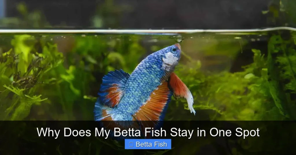 Why Does My Betta Fish Stay in One Spot