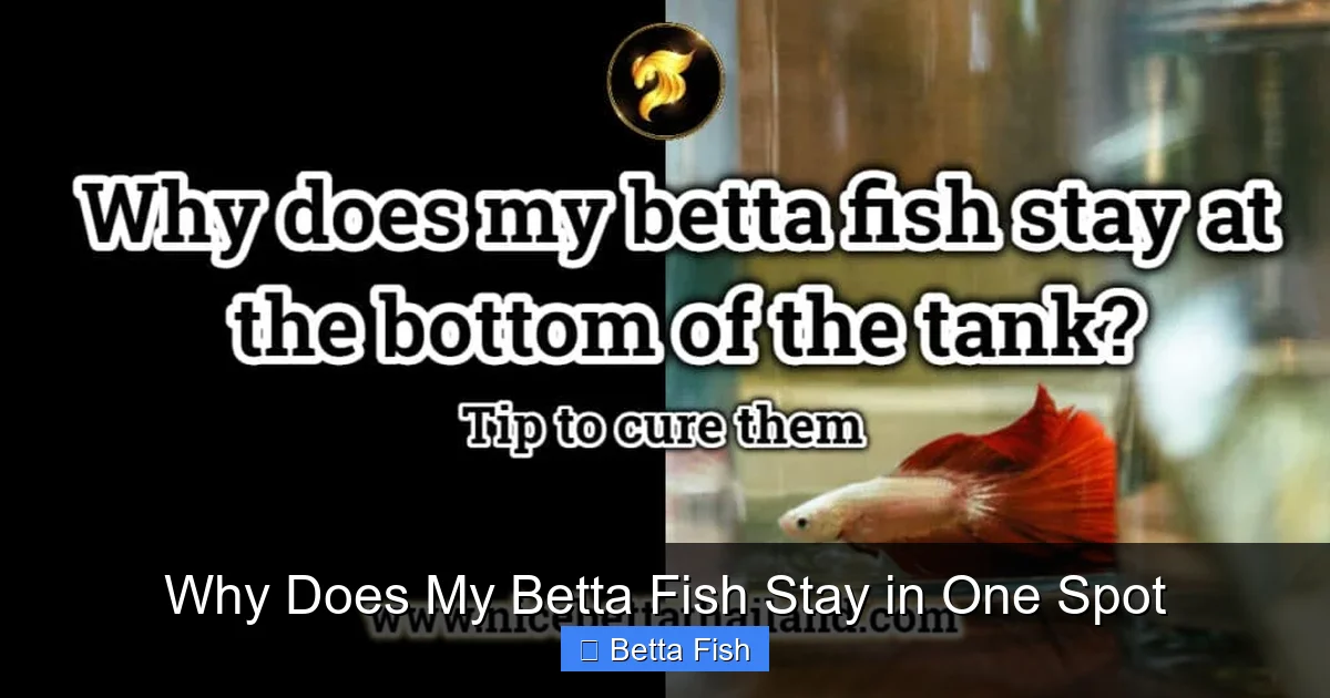 Why Does My Betta Fish Stay in One Spot