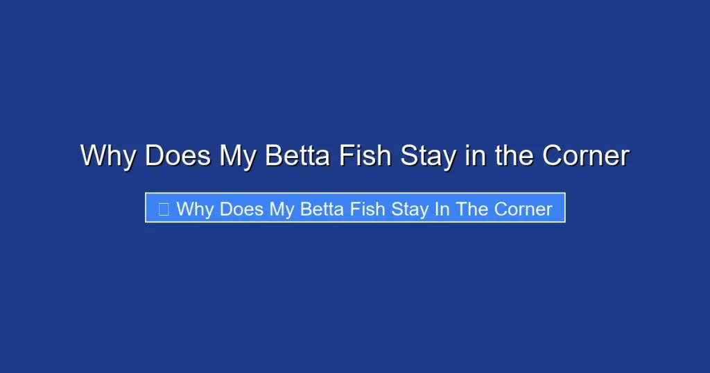 Why Does My Betta Fish Stay in the Corner