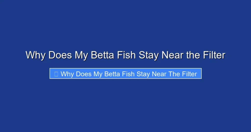 Why Does My Betta Fish Stay Near the Filter