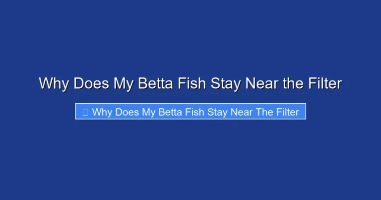 Why Does My Betta Fish Stay Near the Filter