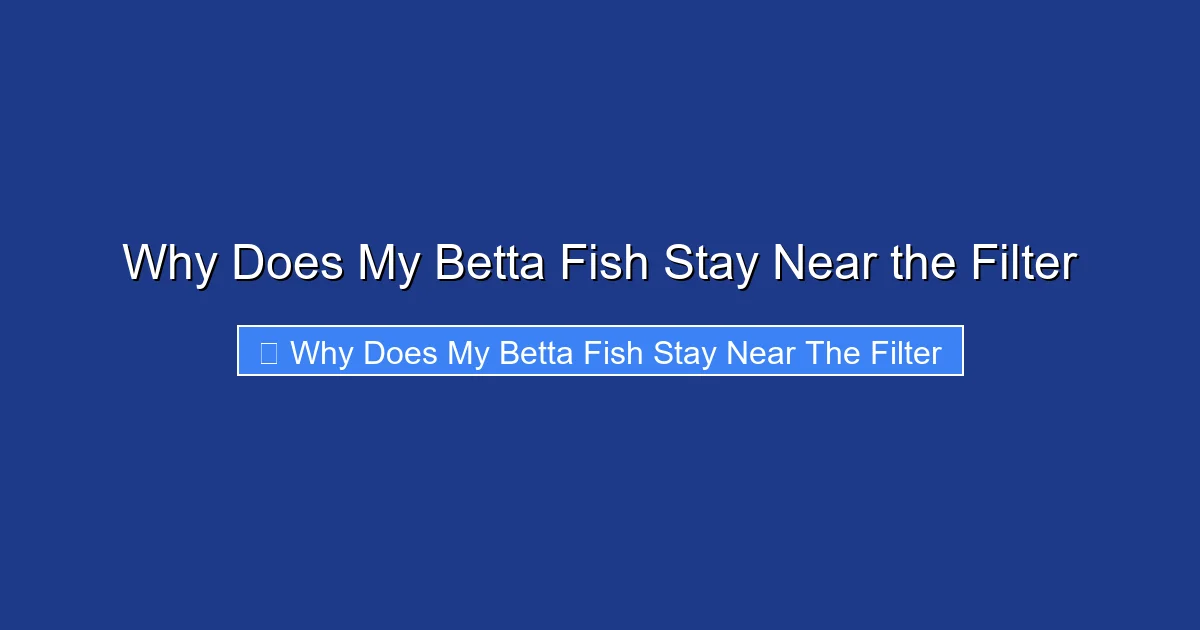 Why Does My Betta Fish Stay Near the Filter