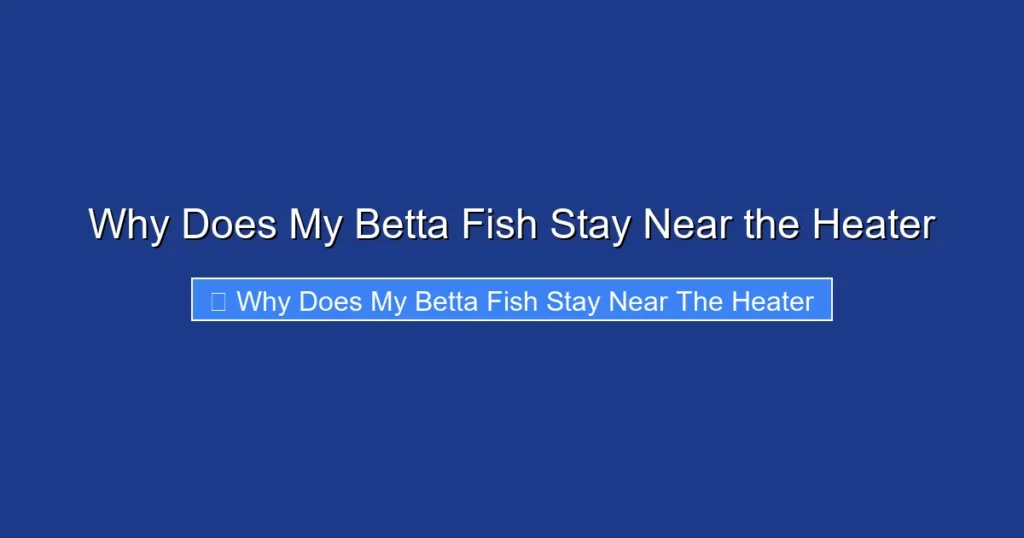 Why Does My Betta Fish Stay Near the Heater