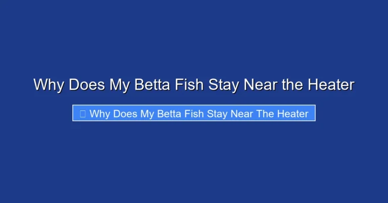 Why Does My Betta Fish Stay Near the Heater