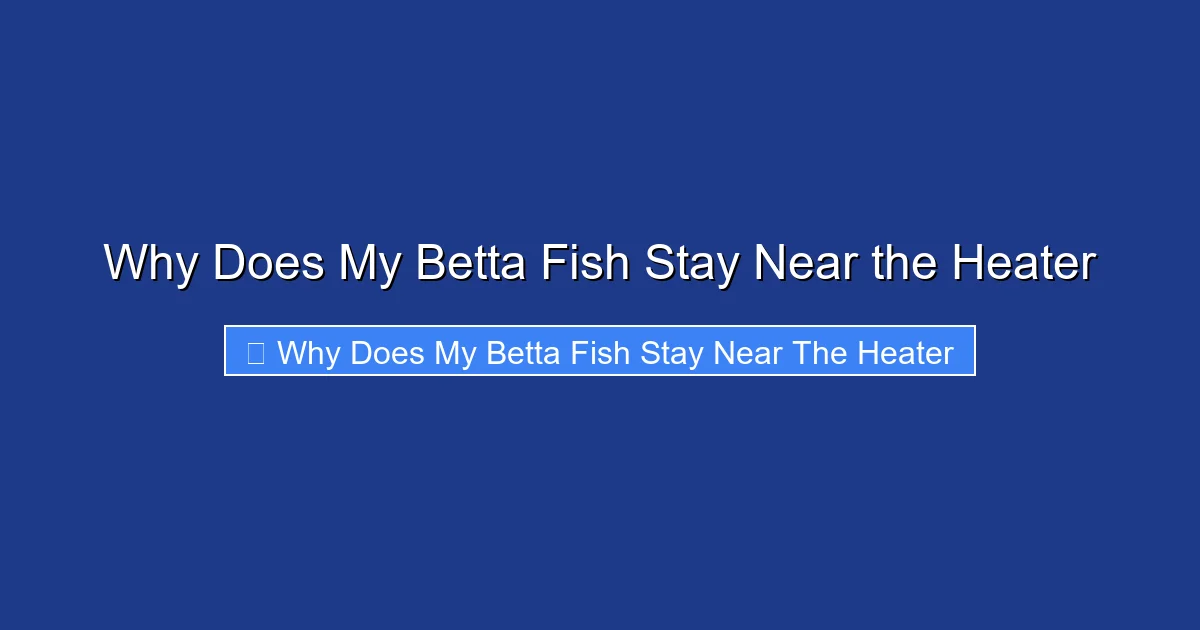 Why Does My Betta Fish Stay Near the Heater