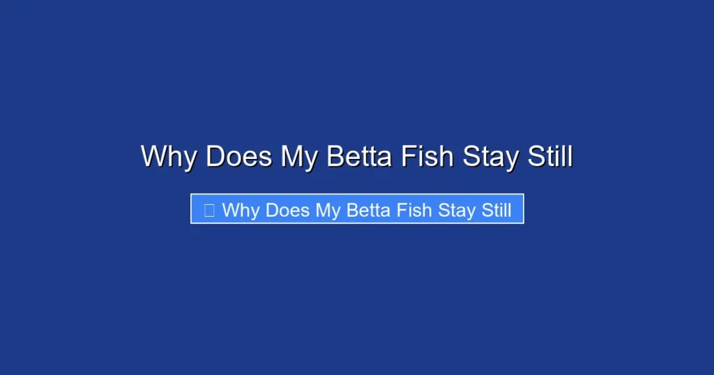 Why Does My Betta Fish Stay Still