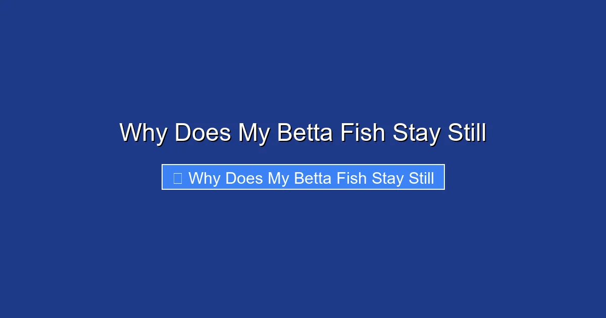 Why Does My Betta Fish Stay Still