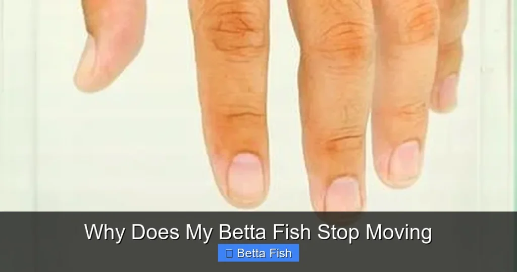 Why Does My Betta Fish Stop Moving