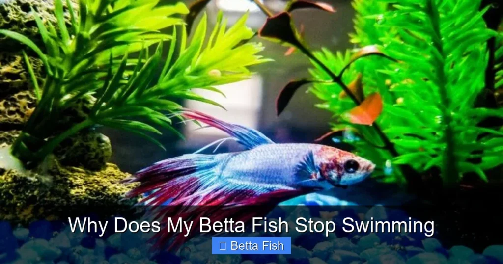 Why Does My Betta Fish Stop Swimming