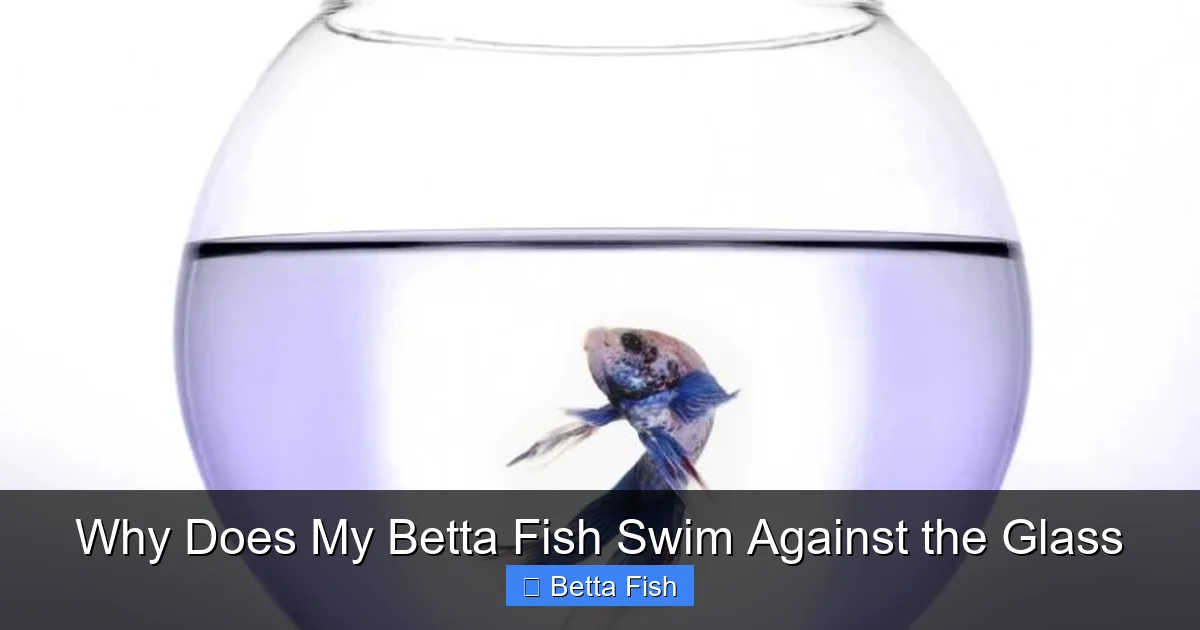 Why Does My Betta Fish Swim Against the Glass