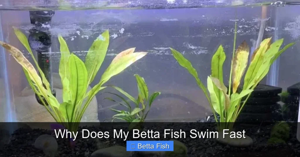 Why Does My Betta Fish Swim Fast
