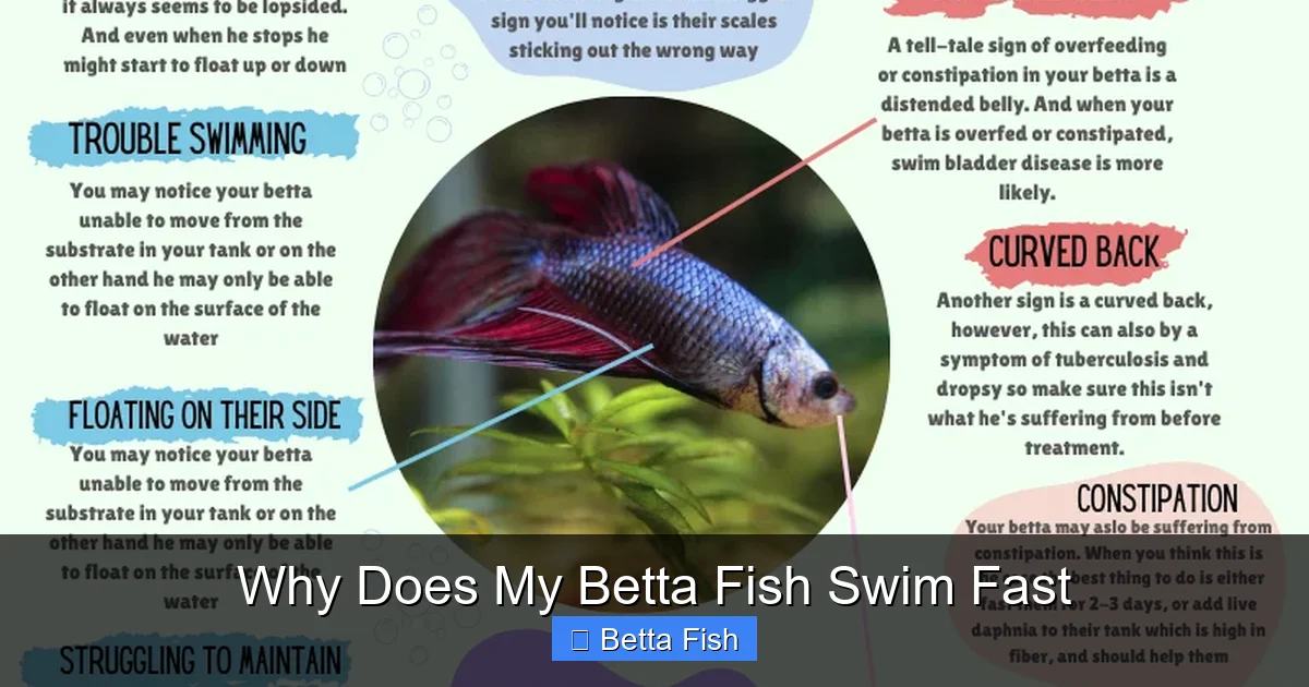 Why Does My Betta Fish Swim Fast