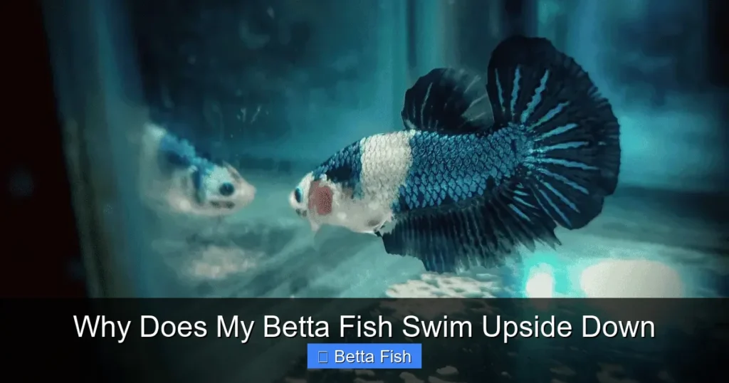 Why Does My Betta Fish Swim Upside Down