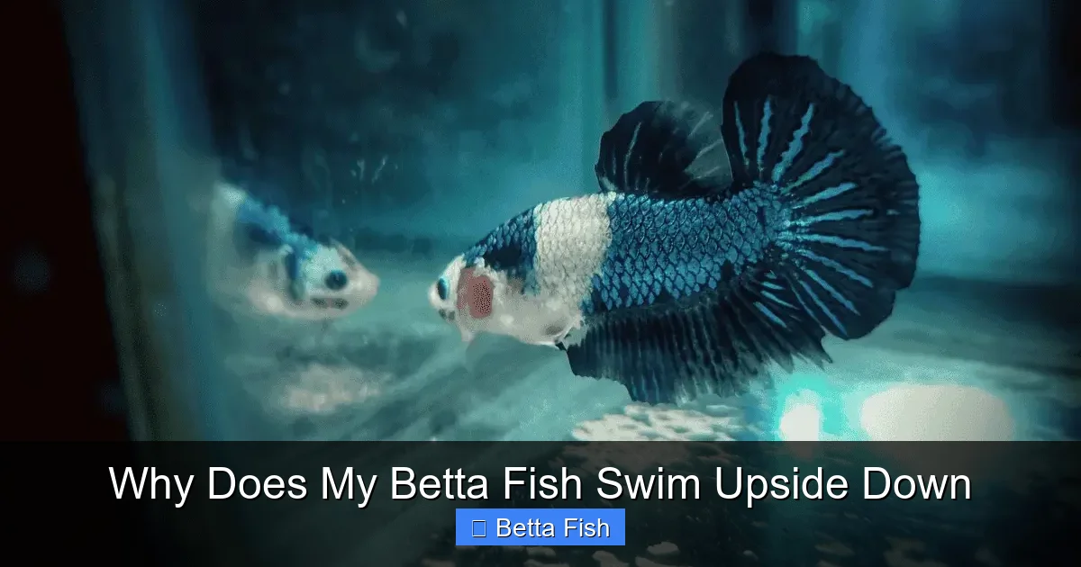 Why Does My Betta Fish Swim Upside Down
