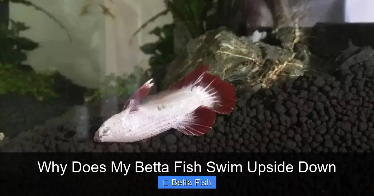 Why Does My Betta Fish Swim Upside Down