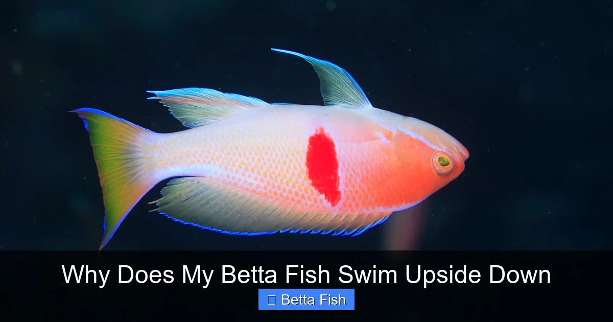 Why Does My Betta Fish Swim Upside Down