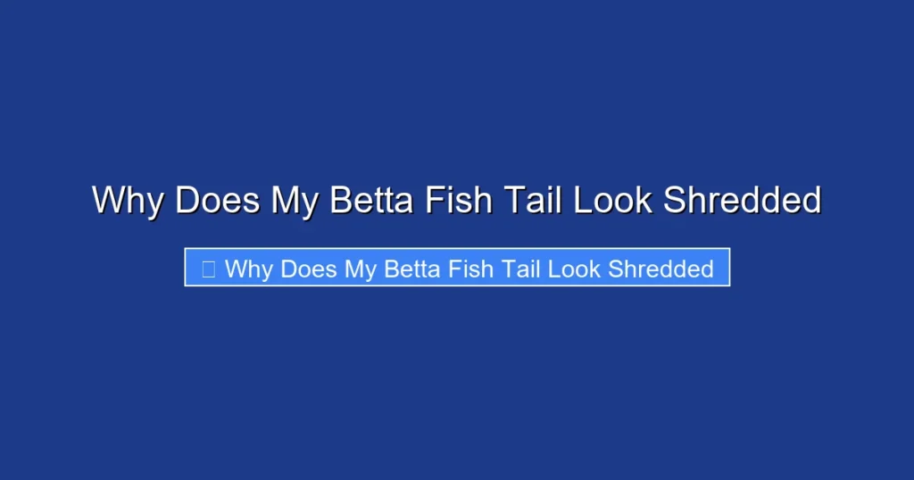 Why Does My Betta Fish Tail Look Shredded