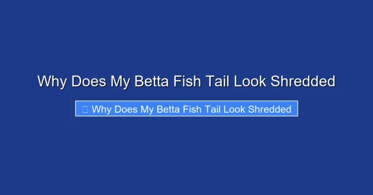 Why Does My Betta Fish Tail Look Shredded