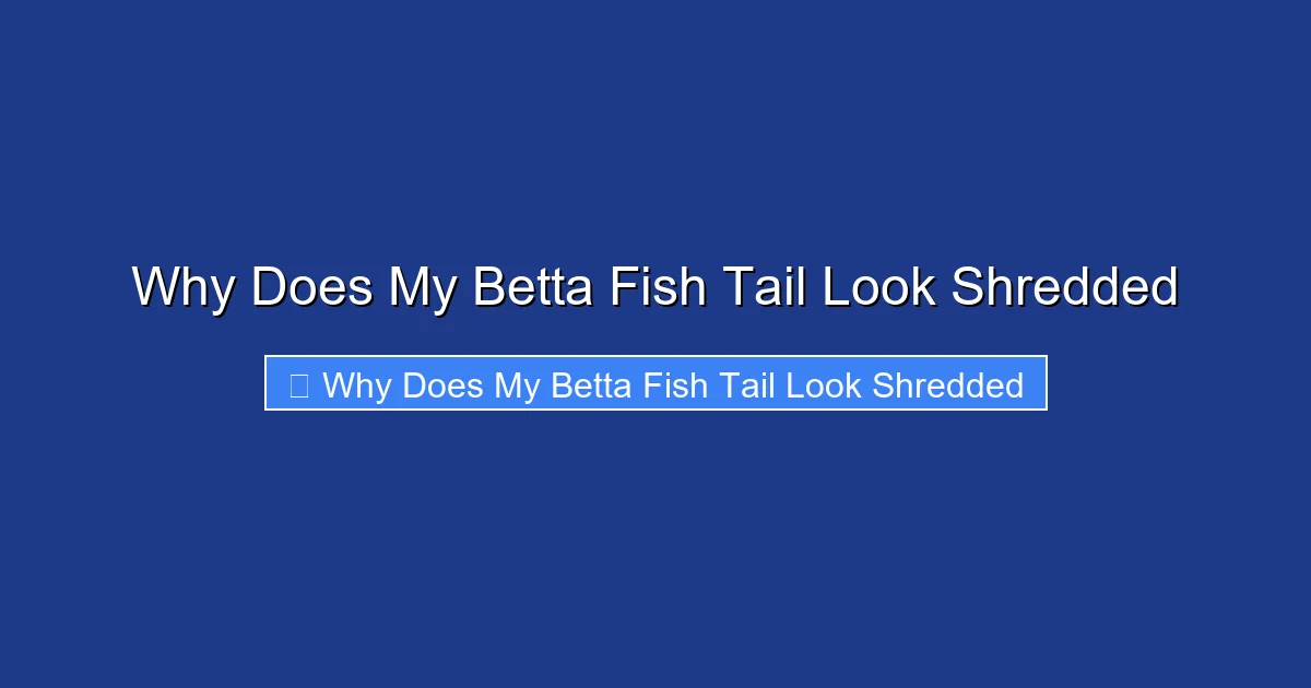 Why Does My Betta Fish Tail Look Shredded