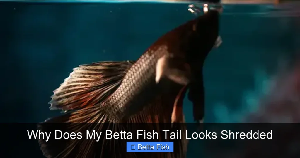 Why Does My Betta Fish Tail Looks Shredded