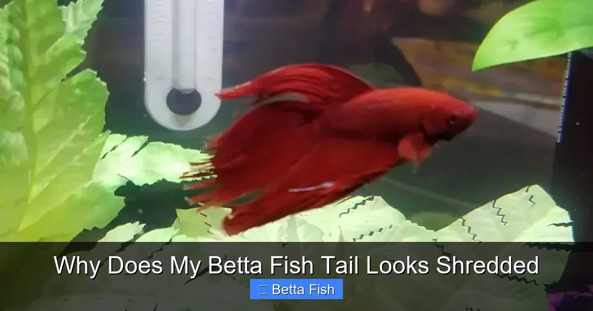 Why Does My Betta Fish Tail Looks Shredded