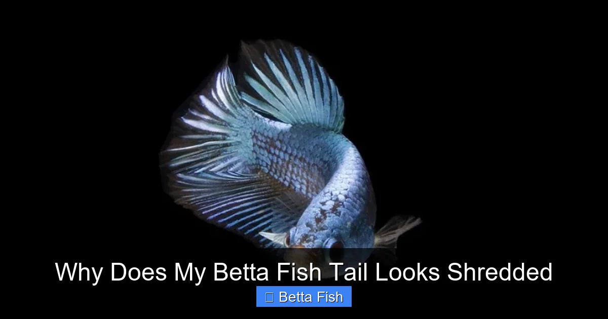 Why Does My Betta Fish Tail Looks Shredded