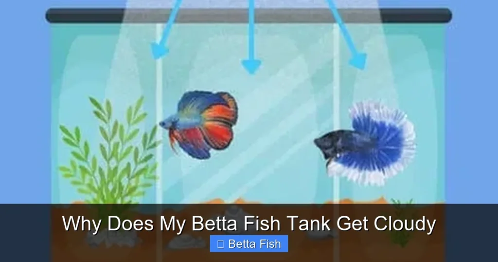 Why Does My Betta Fish Tank Get Cloudy