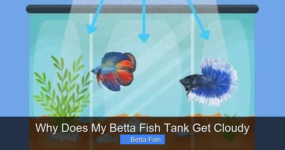Why Does My Betta Fish Tank Get Cloudy