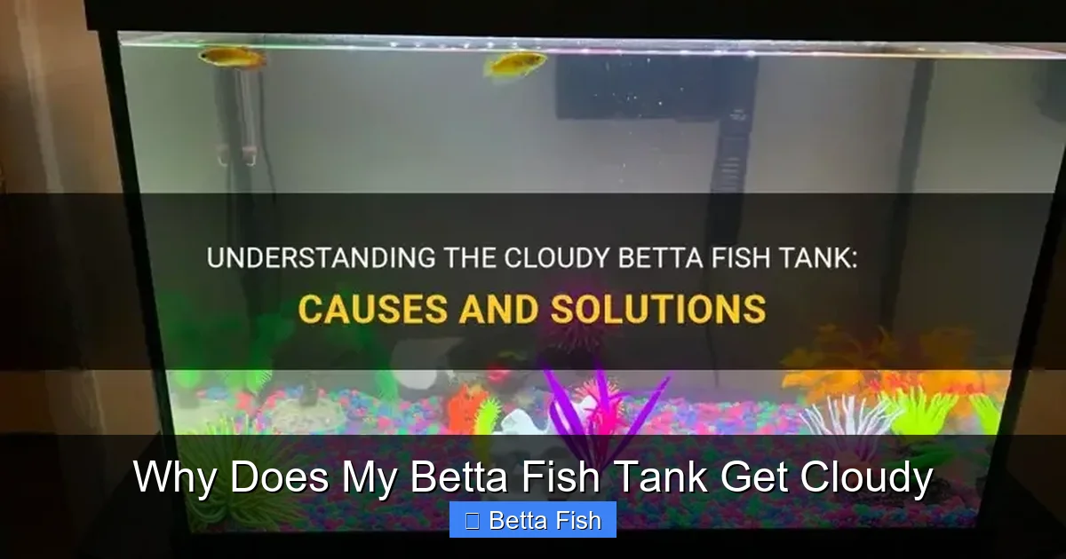 Why Does My Betta Fish Tank Get Cloudy