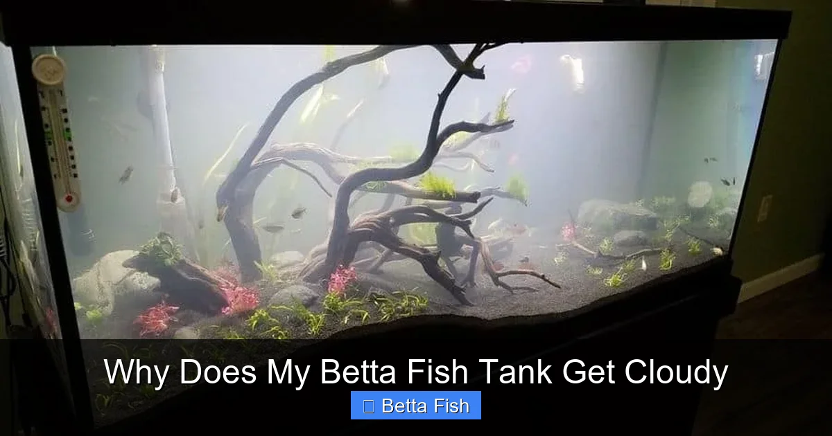 Why Does My Betta Fish Tank Get Cloudy