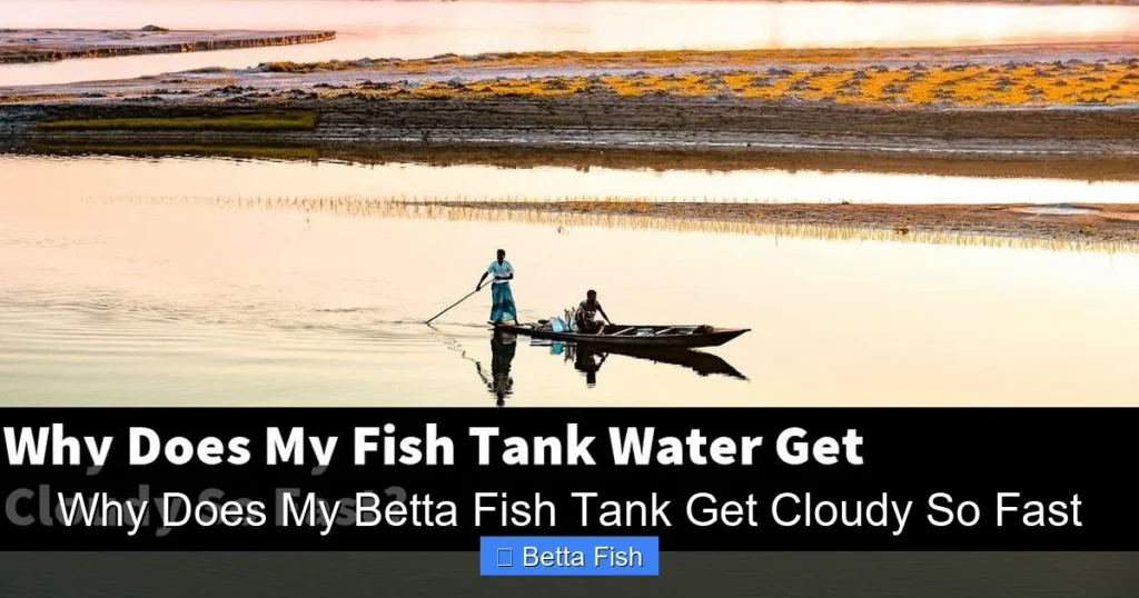 Why Does My Betta Fish Tank Get Cloudy So Fast