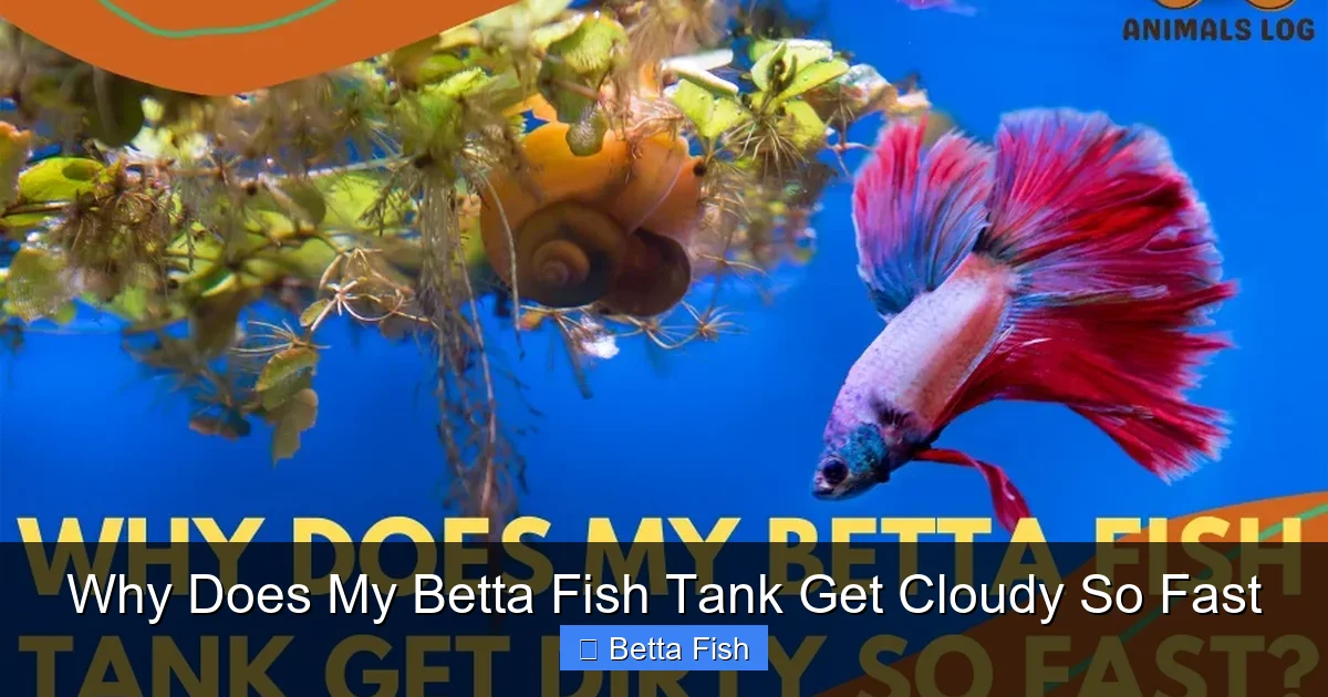 Why Does My Betta Fish Tank Get Cloudy So Fast