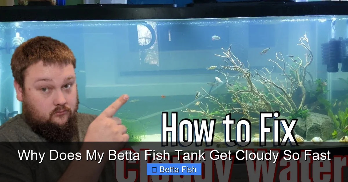 Why Does My Betta Fish Tank Get Cloudy So Fast