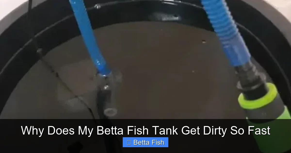 Why Does My Betta Fish Tank Get Dirty So Fast