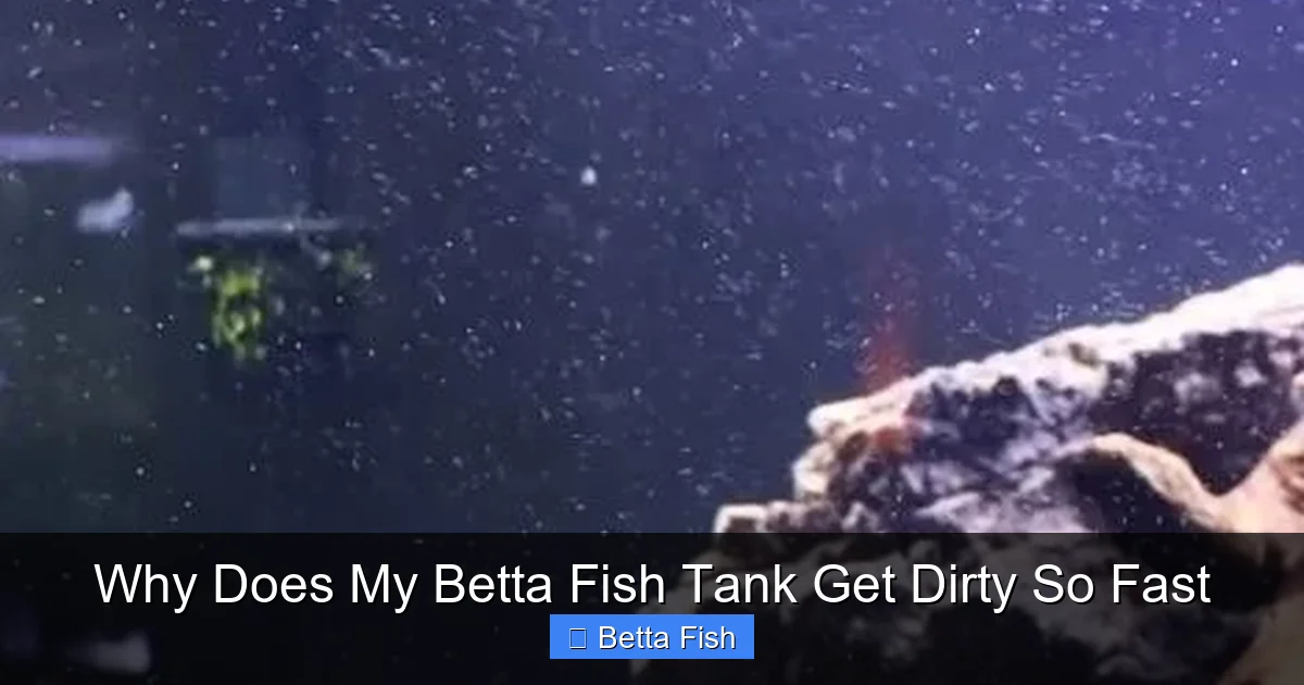 Why Does My Betta Fish Tank Get Dirty So Fast