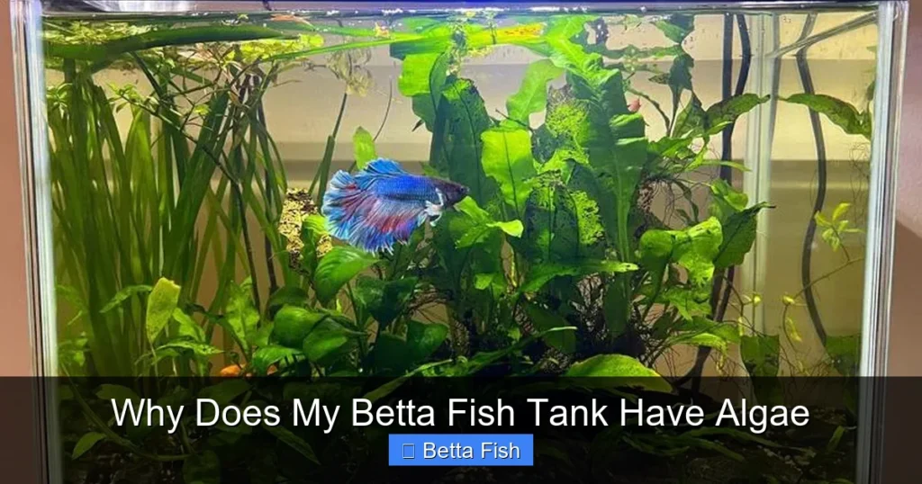 Why Does My Betta Fish Tank Have Algae