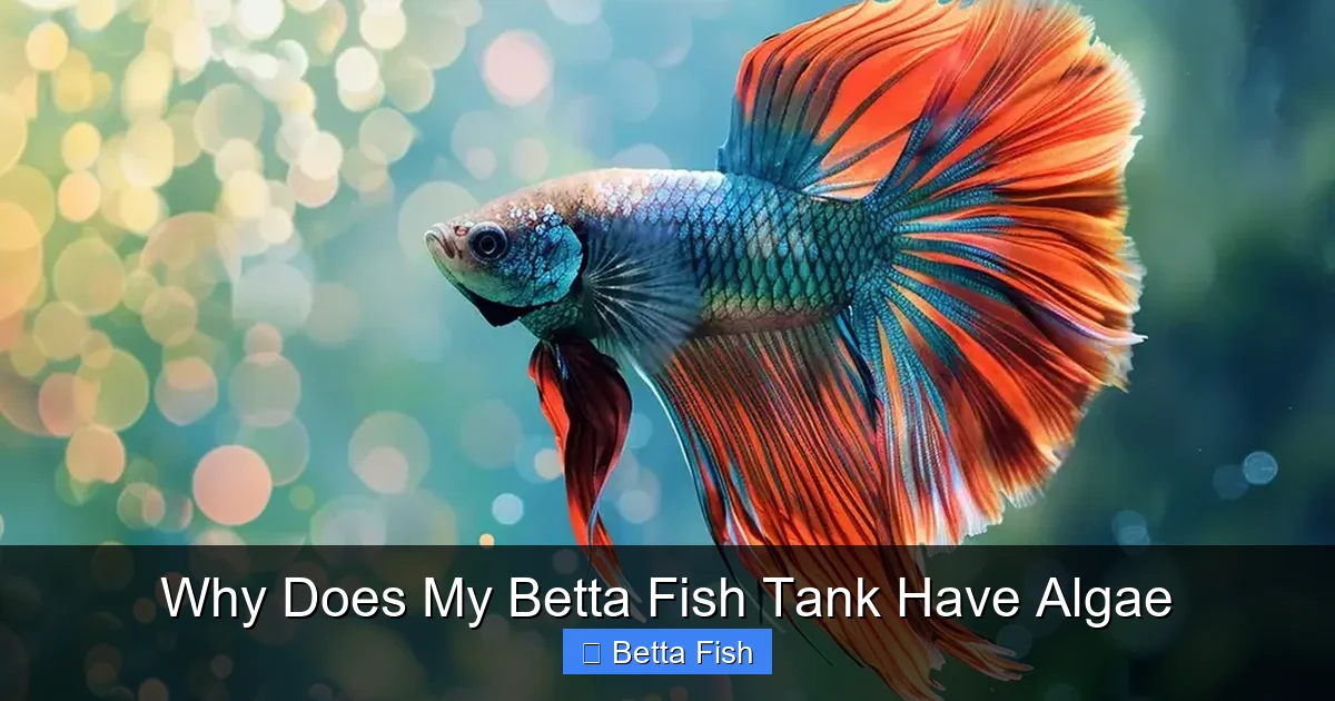 Why Does My Betta Fish Tank Have Algae