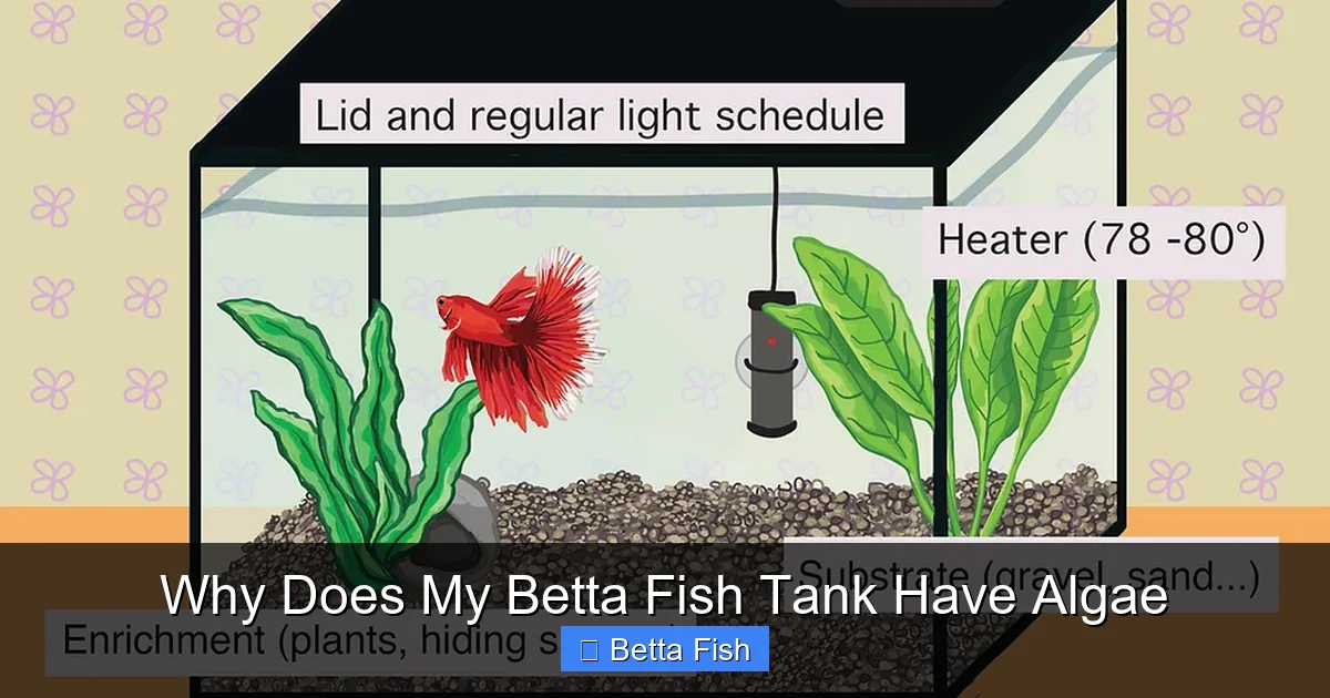 Why Does My Betta Fish Tank Have Algae