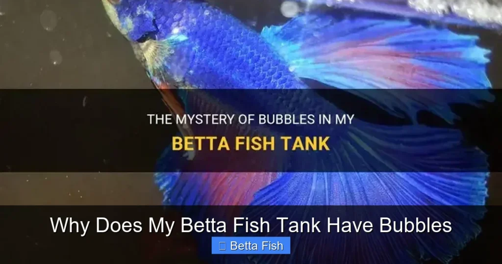 Why Does My Betta Fish Tank Have Bubbles