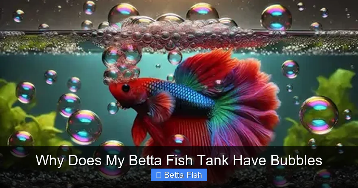 Why Does My Betta Fish Tank Have Bubbles