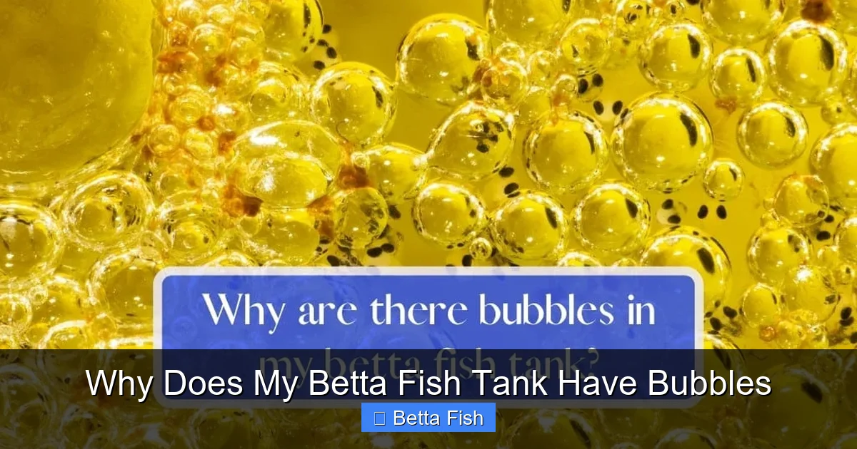 Why Does My Betta Fish Tank Have Bubbles