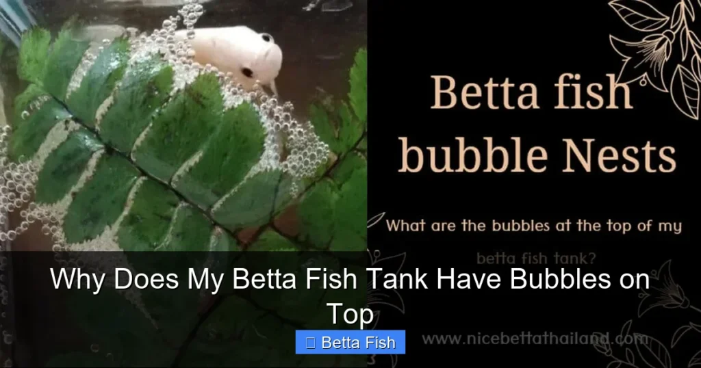Why Does My Betta Fish Tank Have Bubbles on Top