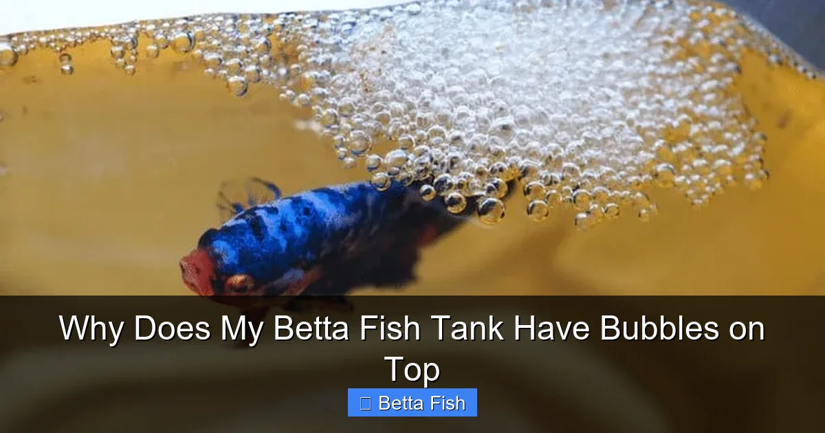 Why Does My Betta Fish Tank Have Bubbles on Top