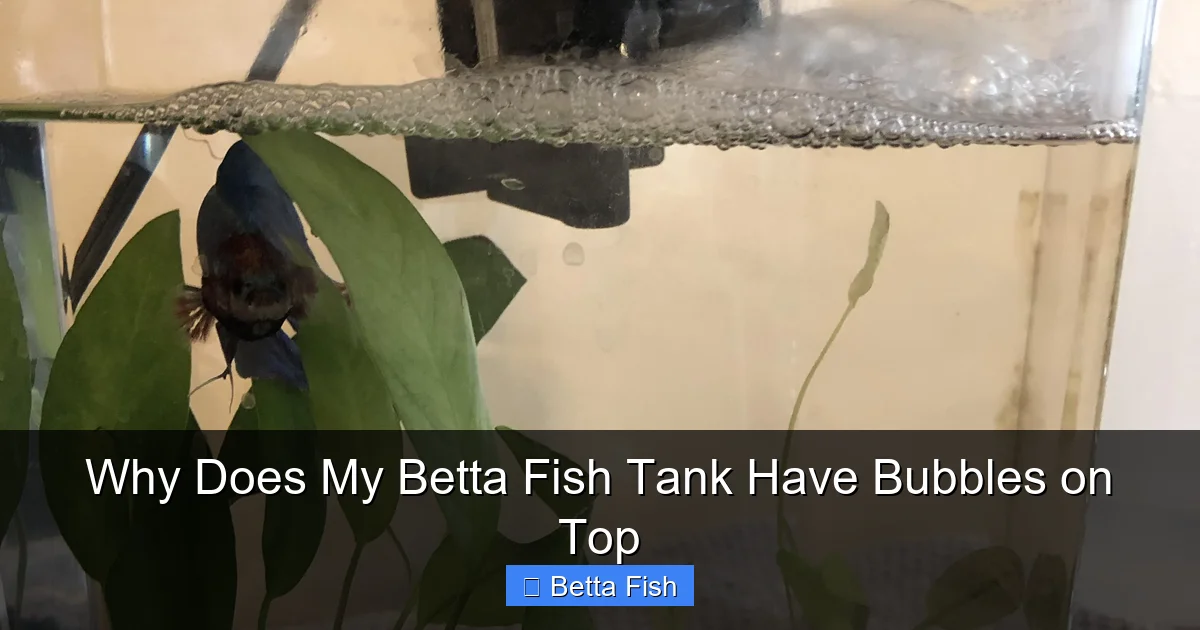 Why Does My Betta Fish Tank Have Bubbles on Top