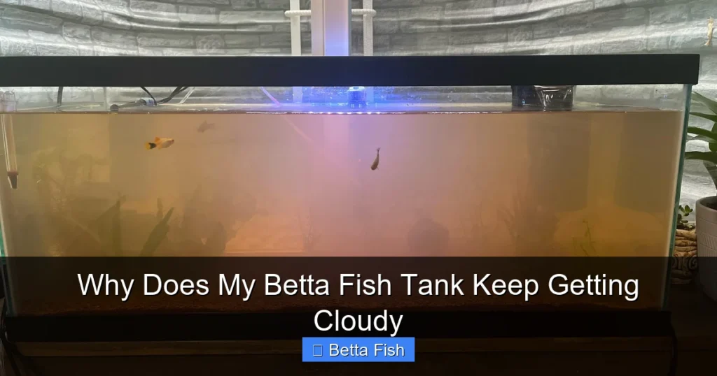 Why Does My Betta Fish Tank Keep Getting Cloudy